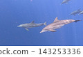海豚 143253336
