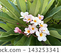 雞蛋花 143253341