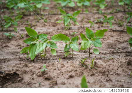 Young green plants growing in brown cracked soil representing agricultural progress and new life emerging Young green plants growing in brown cracked soil representing agricultural progress and new life emerging 143253468