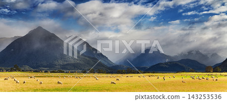 Flocks of sheep graze on wide pastures at the foot of the Southern Alps in New Zealand Flocks of sheep graze on wide pastures at the foot of the Southern Alps in New Zealand 143253536