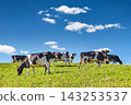 Dairy farm in New Zealand, a herd of black-and-white cows grazing on a fresh hillside pasture 143253537