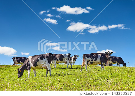 Dairy farm in New Zealand, a herd of black-and-white cows grazing on a fresh hillside pasture Dairy farm in New Zealand, a herd of black-and-white cows grazing on a fresh hillside pasture 143253537