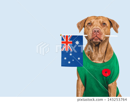 Cute brown dog with a red poppy pin Cute brown dog with a red poppy pin 143253764