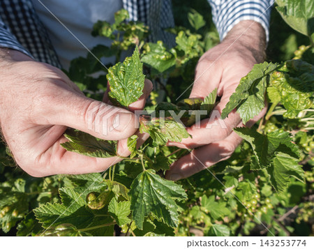Gardener inspecting currant bush leaves Gardener inspecting currant bush leaves 143253774
