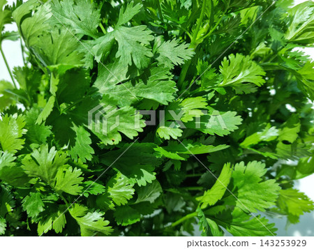 Coriander on a white background. 143253929