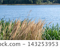 Dry golden grass sways on the lake shore 143253953