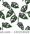 Green monstera spring pattern 143254028