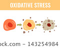 Stress Pathway Vector Illustration 143254984