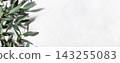 Minimal Botanical Background with Eucalyptus Leaves on Light Surface 143255083