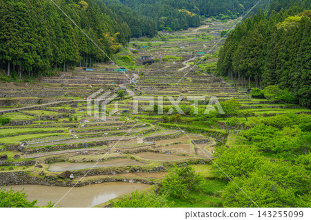 水稻插秧前,愛知縣新城市四谷梯田的景色(愛知縣) 水稻插秧前,愛知縣新城市四谷梯田的景色(愛知縣) 143255099