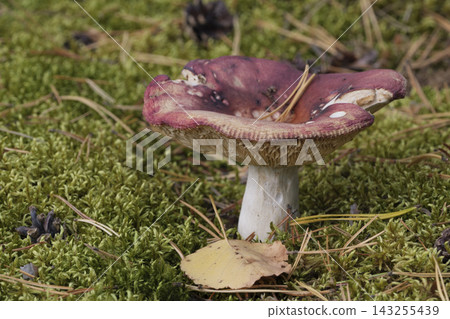 Mushroom growing on moss in the pine autumn forest. Mushroom growing on moss in the pine autumn forest. 143255439