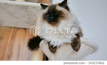 siberian cat resting on a cushion in a calm indoor setting with wooden flooring and white walls, close-up shot from the front, relaxed and calm mood, pet photography, animal portraits, pet. siberian cat resting on a cushion in a calm indoor setting with wooden flooring and white walls, close-up shot from the front, relaxed and calm mood, pet photography, animal portraits, pet. 143255602