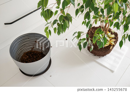 Gray ribbed planter stands on a black plastic saucer beside a ficus with exposed roots and soil resting on a white cloth. Houseplant transplant preparation Gray ribbed planter stands on a black plastic saucer beside a ficus with exposed roots and soil resting on a white cloth. Houseplant transplant preparation 143255678