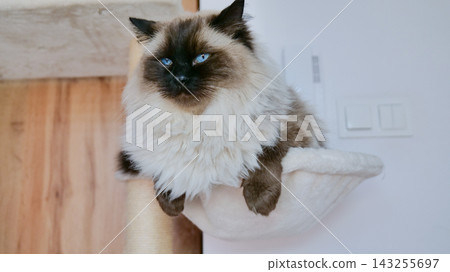 a serene birman cat resting calmly on a fabric-covered door in a cozy indoor setting with warm natural light and a calm mood, frontally viewed, pet care and domestic animal use. a serene birman cat resting calmly on a fabric-covered door in a cozy indoor setting with warm natural light and a calm mood, frontally viewed, pet care and domestic animal use. 143255697