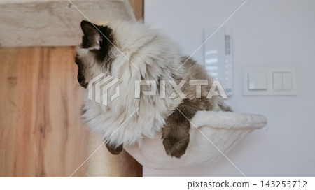 long-haired cat resting on a hammock in a relaxed indoor setting with wooden paneling and wall switch, side view, pet care, natural light, clean background, copy space, modern design, vivid. long-haired cat resting on a hammock in a relaxed indoor setting with wooden paneling and wall switch, side view, pet care, natural light, clean background, copy space, modern design, vivid. 143255712