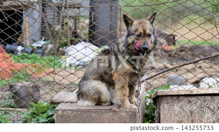 Small Chained Yard Dog Licking Its Nose Close Up Small Chained Yard Dog Licking Its Nose Close Up 143255733