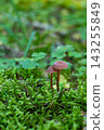 Small two brown mushroom growing among lush green moss and delicate forest grasses. Tiny wild fungus in a natural woodland ground cover 143255849