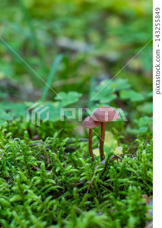 Small two brown mushroom growing among lush green moss and delicate forest grasses. Tiny wild fungus in a natural woodland ground cover Small two brown mushroom growing among lush green moss and delicate forest grasses. Tiny wild fungus in a natural woodland ground cover 143255849