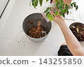 Two hands pour fresh brown soil or plant material from a bag into a gray plastic planter on a white tiled floor. Potting and repotting process 143255850