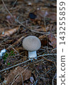 Solitary pale capped mushroom growing among dry leaves, twigs, and pine litter on the forest floor. Wild fungus in natural woodland surroundings 143255859