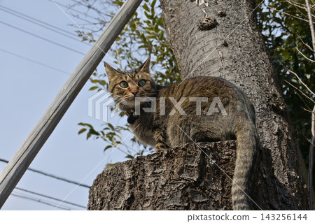Pheasant cat on tree Pheasant cat on tree 143256144