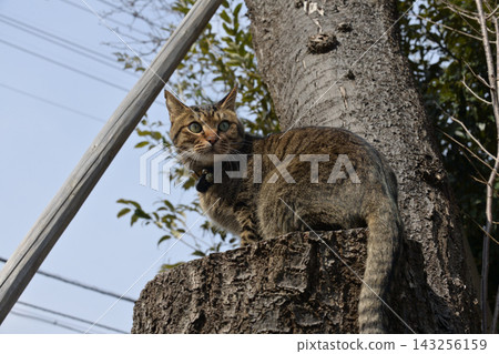 Pheasant cat on tree Pheasant cat on tree 143256159