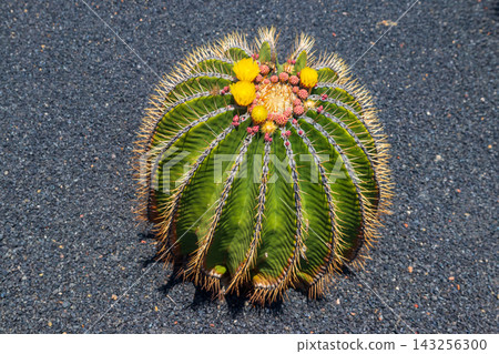 Giant barrel cactus (Echinocactus platyacanthus) with yellow flowers blooming on black volcanic soil in tropical cactus garden (Jardin de Cactus) in Lanzarote, Canary Islands, Spain Giant barrel cactus (Echinocactus platyacanthus) with yellow flowers blooming on black volcanic soil in tropical cactus garden (Jardin de Cactus) in Lanzarote, Canary Islands, Spain 143256300