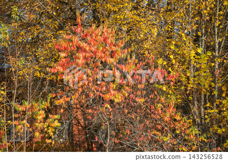 Vibrant red and orange foliage stands out against a golden autumn forest. Colorful seasonal leaves, warm fall tones, woodland landscape, natural beauty, peaceful nature and scenic background. Vibrant red and orange foliage stands out against a golden autumn forest. Colorful seasonal leaves, warm fall tones, woodland landscape, natural beauty, peaceful nature and scenic background. 143256528