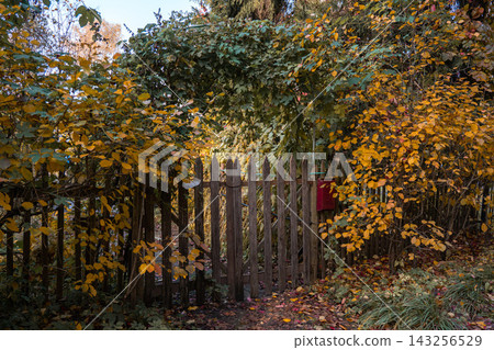 Old wooden fence with a red mailbox is surrounded by dense green and golden autumn foliage. Rustic garden scene, colorful fall nature, seasonal atmosphere, countryside charm and outdoor living Old wooden fence with a red mailbox is surrounded by dense green and golden autumn foliage. Rustic garden scene, colorful fall nature, seasonal atmosphere, countryside charm and outdoor living 143256529
