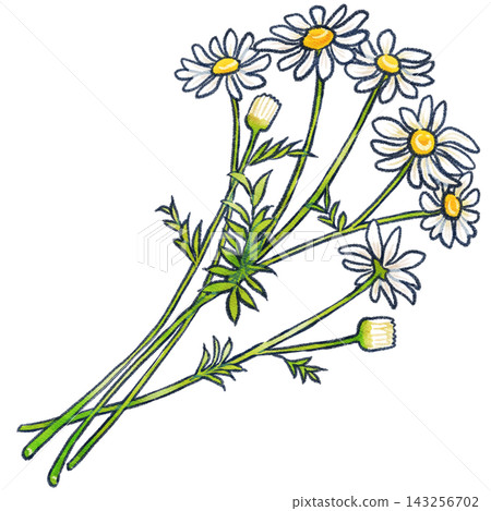 手繪洋甘菊花插圖 手繪洋甘菊花插圖 143256702