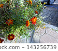 Vibrant Marigold Flowers Bloom in a Charming Urban Garden Setting 143256739