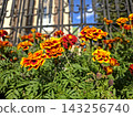 Vibrant Marigold Flowers Bloom Brilliantly Near a Wrought Iron Fence 143256740