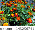 Vibrant Marigold Flowers Blooming Under Warm Sunlight in a Garden 143256741