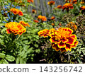 Bright Marigold Flowers Bloom Vibrantly Under the Warm Sun in a Lush Garden 143256742