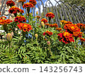 Vibrant Marigold Flowers Brightening a Garden Near an Ornate Fence 143256743