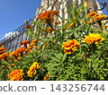 Vibrant Marigold Flowers Blooming Against a Beautifully Crafted Fence 143256744