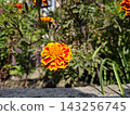 Vibrant Marigold Flowers Blooming in a Sunny Garden Corner 143256745