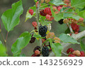Dwarf Mulberry (fruit) 143256929