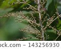 Rowan tree buds 143256930