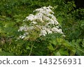 Nanakamado flowers 143256931