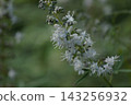 Vitex agnus-castus (white) 143256932