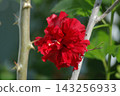 Hibiscus (edible) - in full bloom 143256933