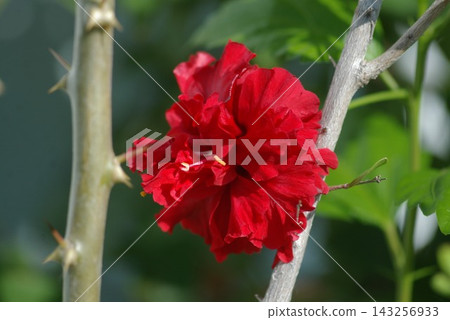 芙蓉花(可食用)-盛開 芙蓉花(可食用)-盛開 143256933