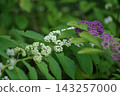 Purple Shikibu, White Shikibu, Mixture 143257000