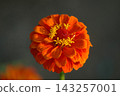Zinnia (edible) 143257001