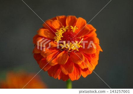 Zinnia (edible) Zinnia (edible) 143257001
