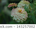 Double-flowered zinnia, color variation. 143257002