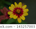 Zinnia, two-toned 143257003
