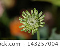 Zinnia Giant Lime buds 143257004