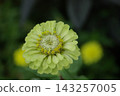 Zinnia Giant Lime Flower 143257005